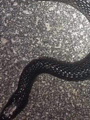 Nerodia fasciata × clarkii