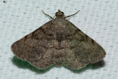 Digrammia gnophosaria