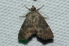 Cutina aluticolor