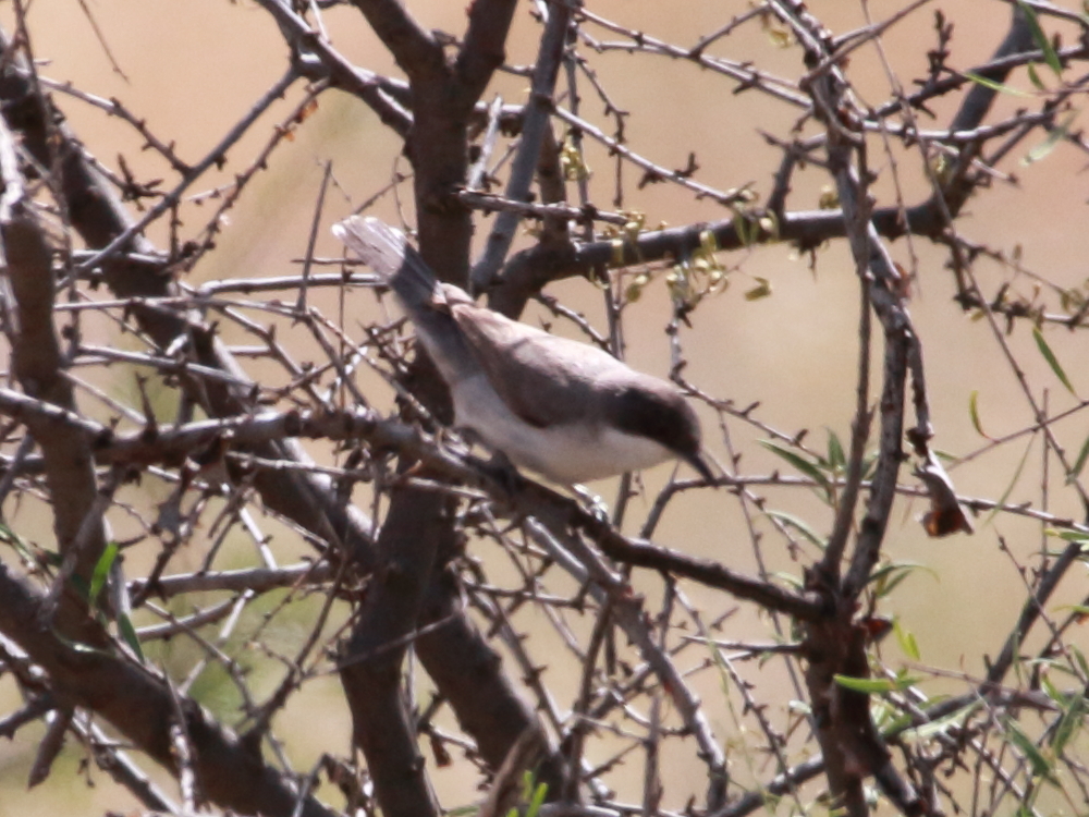 Eastern Orphean Warbler (Curruca crassirostris)