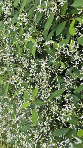 Image of Euphorbia leucocephala by (c) Simon Scotland, some rights reserved (CC BY)