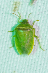 Piezodorus guildinii