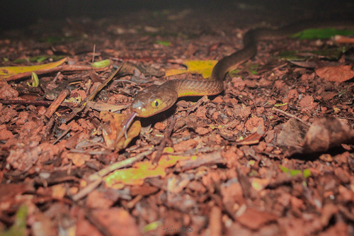 Brown Tree Snake sighting