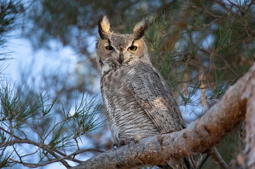 Great Horned Owl photographed in Texas