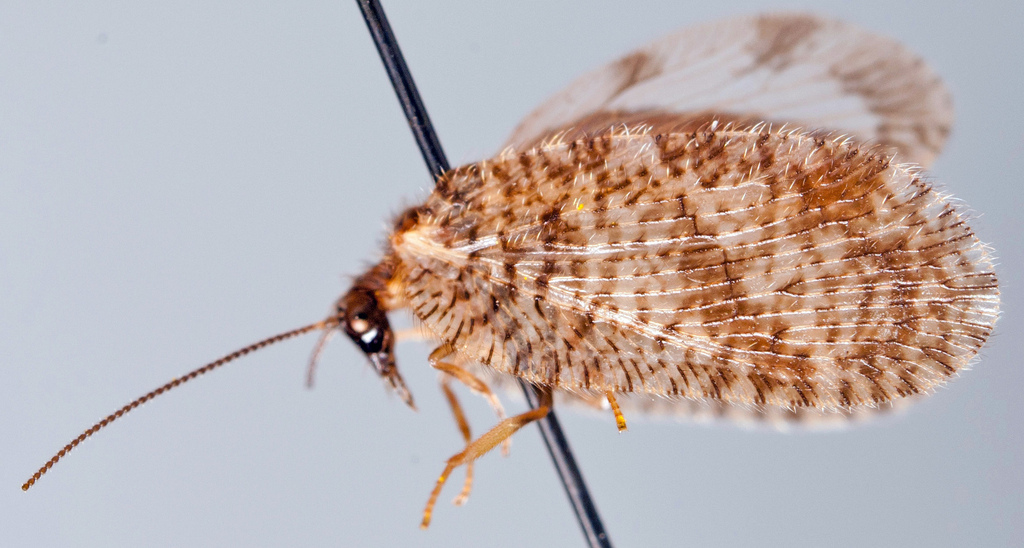 Megalomus hirtus