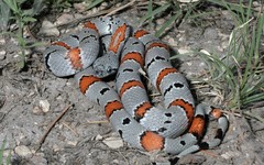 Lampropeltis alterna