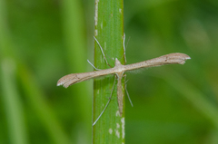 Stenoptilia