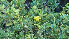 Psidium cattleianum, recorded fruiting