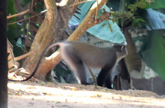 Cercopithecus mitis labiatus