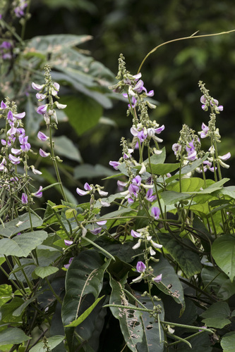 Image of Neustanthus phaseoloides by (c) Ramesh Shenai Jr., some rights reserved (CC BY)