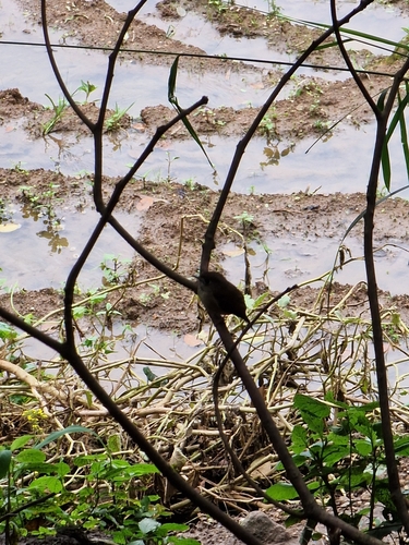 Brown-breasted Flycatcher (Muscicapa muttui), photo 5