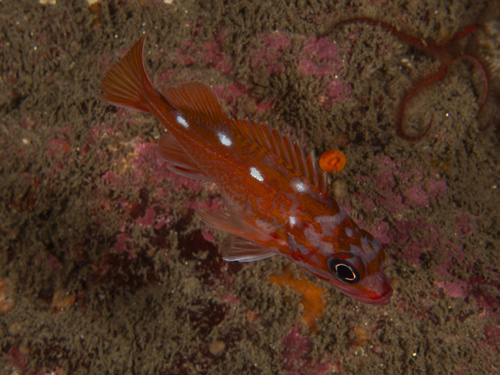 Rockfish (Sebastes rosaceus) — Sebastidae — 4