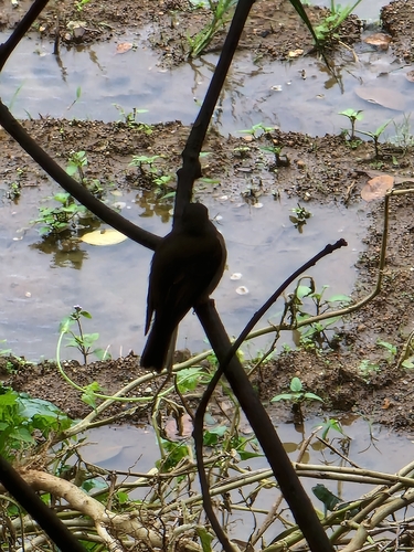 Brown-breasted Flycatcher (Muscicapa muttui), photo 6
