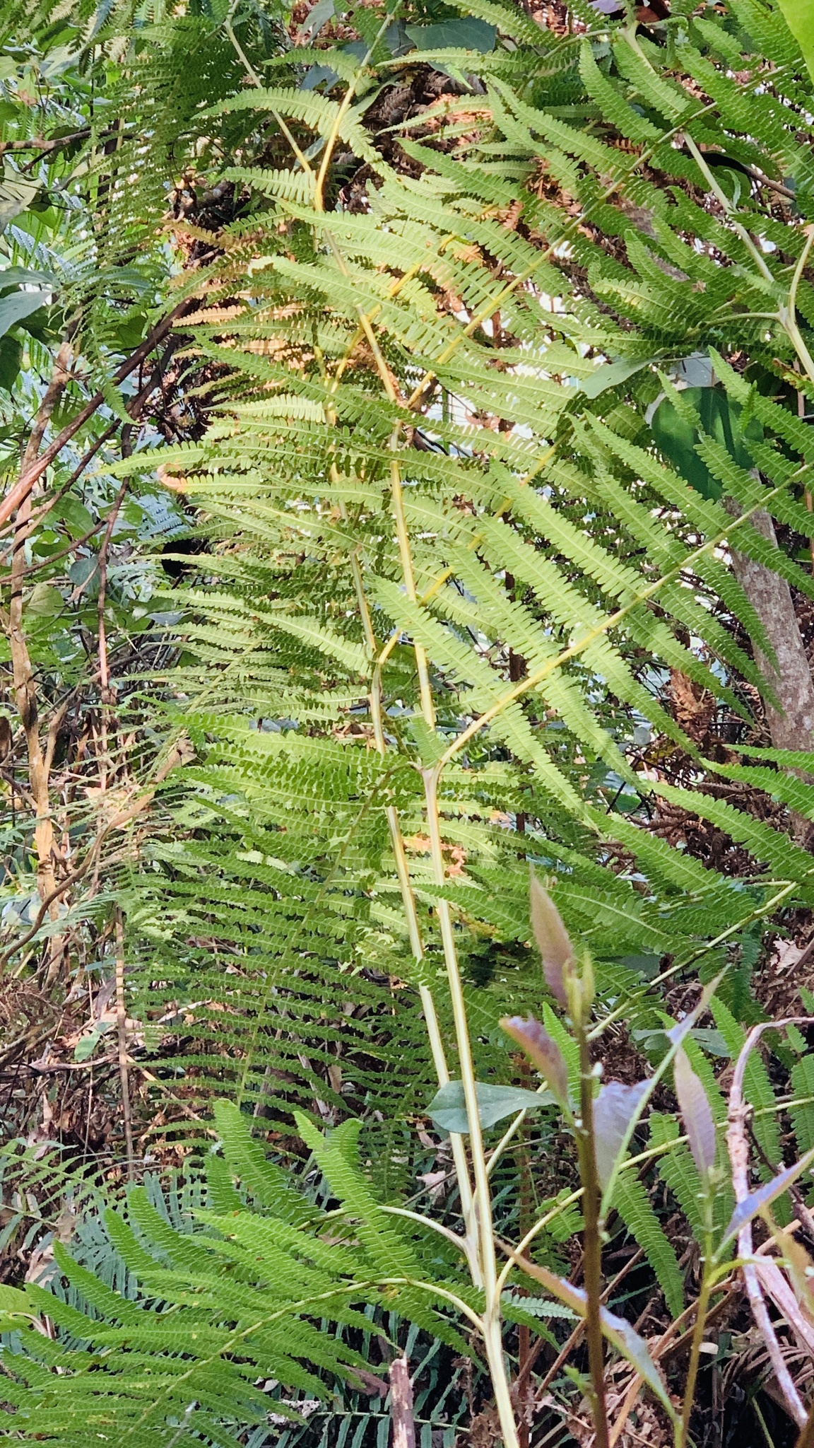 Cibotium barometz — ảnh 3