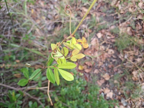 Image of Rhoicissus digitata by (c) Adele SL, some rights reserved (CC BY)