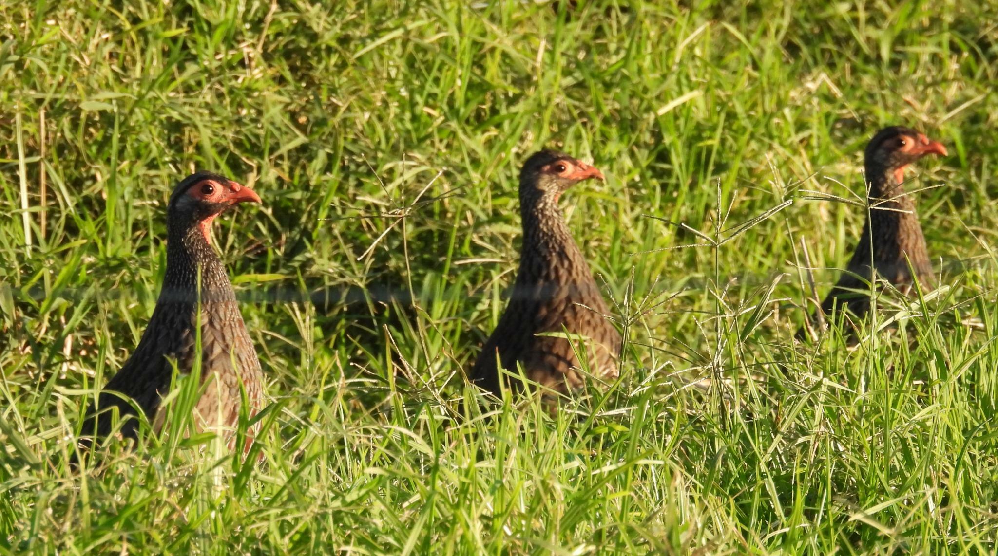 Red-necked Spurfowl illustration