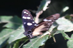 Hypolimnas anthedon wahlbergi