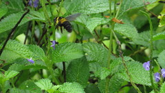 Xylocopa ghilianii