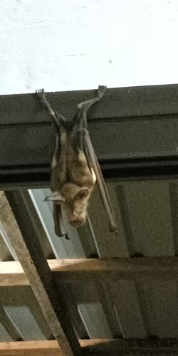 Striped leaf-nosed bat