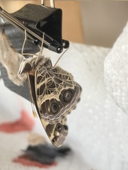 Vanessa virginiensis