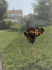 Vanessa virginiensis