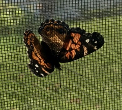 Vanessa virginiensis
