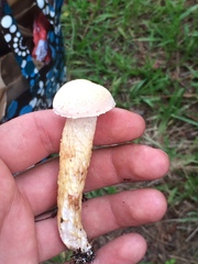 Austroboletus subflavidus image