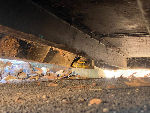 Tiger Snake sighting