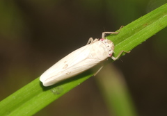 Cofana spectra