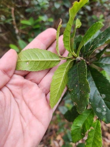 Image of Nothofagus moorei by (c) Shelomi Doyle, some rights reserved (CC BY)