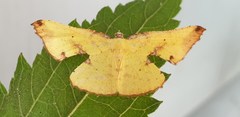 Corymica
