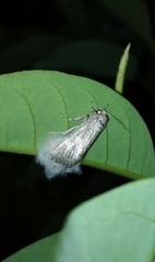 Lepidoptera