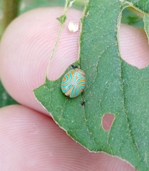 Hemisphaerius binduseni