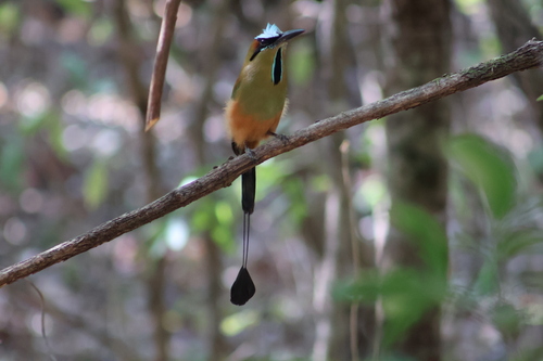 Turquoise-browed Motmot