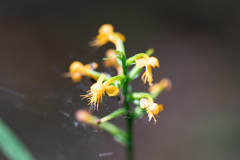 Platanthera cristata