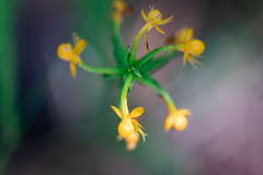 Platanthera cristata