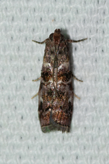 Dioryctria pygmaeella