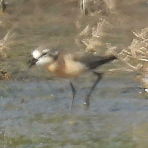 Kittlitz's Plover (Anarhynchus pecuarius), photo 9