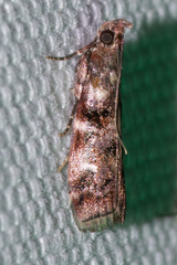 Dioryctria pygmaeella