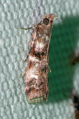 Dioryctria pygmaeella
