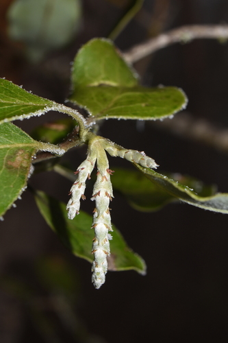 Image of Garrya fremontii by (c) Gabriel Campbell-Martinez, some rights reserved (CC BY)