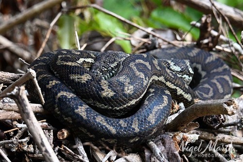 Coastal Carpet Python sighting