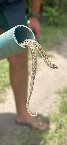Mole Snake