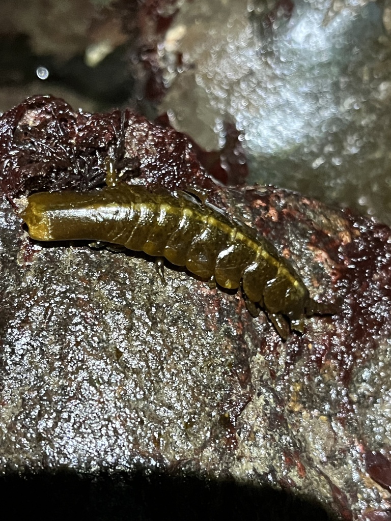 Pentidotea recta
