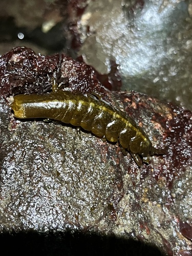 Pentidotea recta