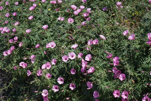 Convolvulus althaeoides iNat (3)