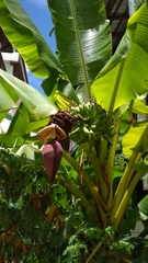 Musa