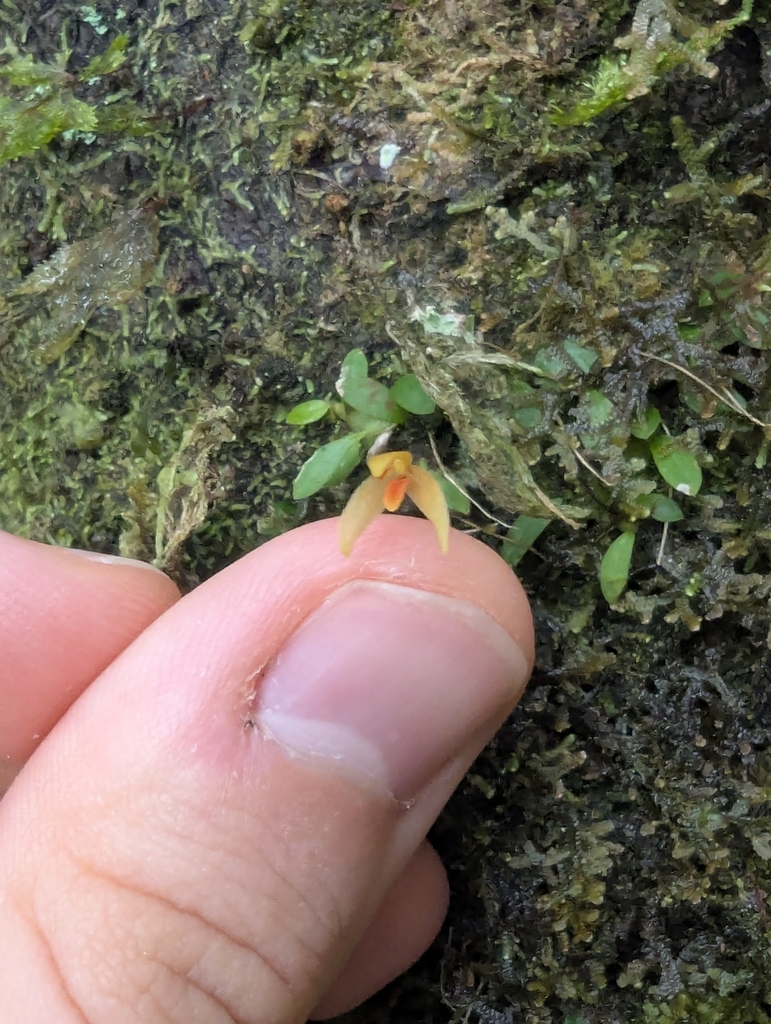 Bulbophyllum minutulum