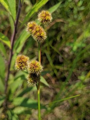 Juncus brachycarpus