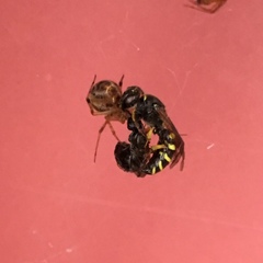 Aphilanthops frigidus